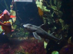 Haus des Meeres 4.02.2026